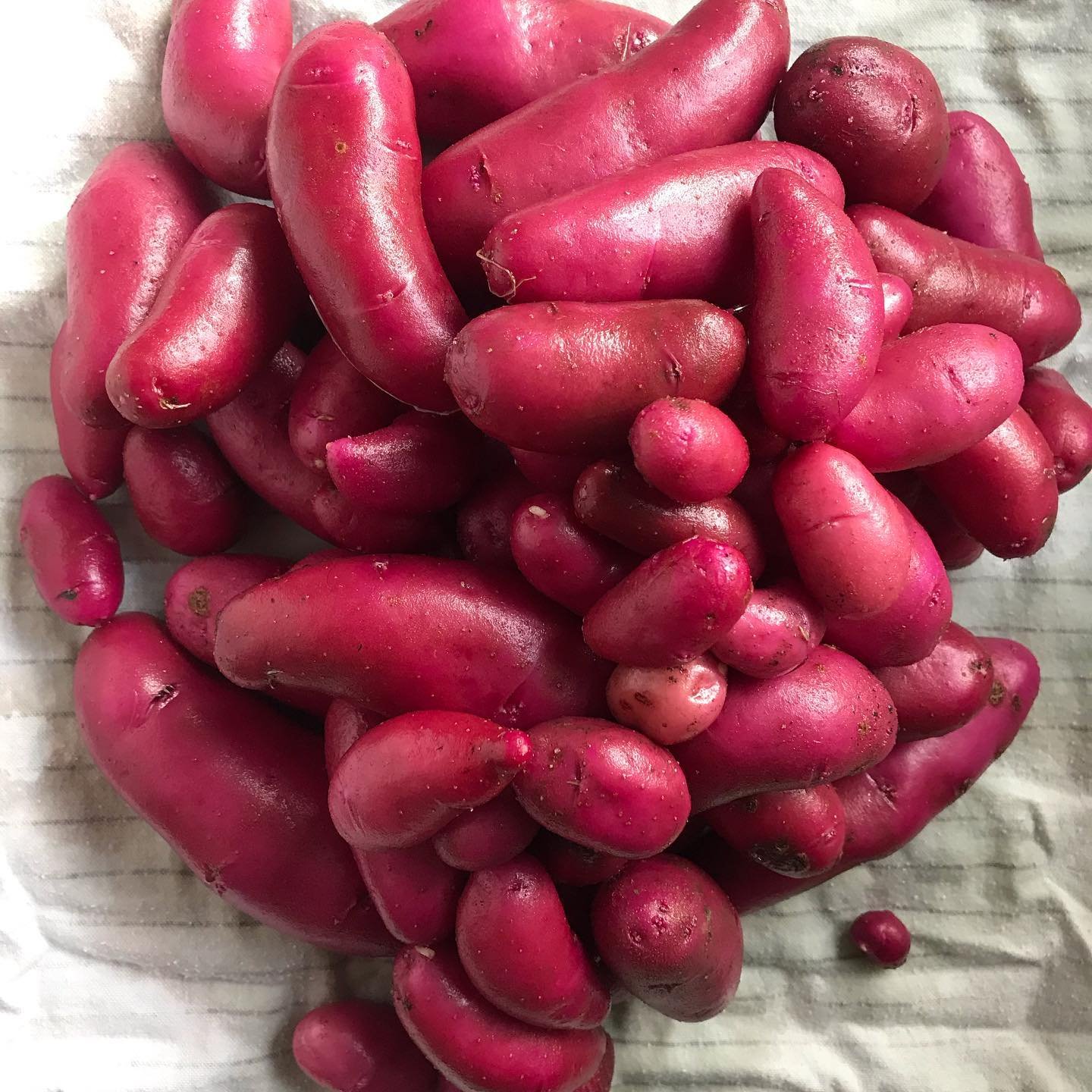 Check out these beautiful babies I grew this year